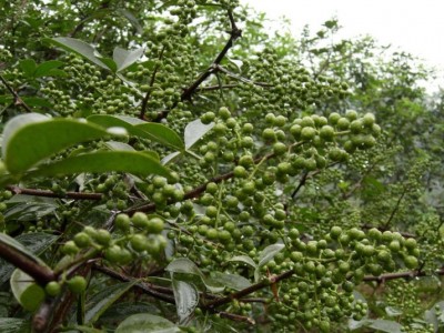 怒江花椒种植基地供应5吨图5