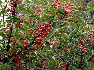 怒江花椒种植基地供应5吨图6