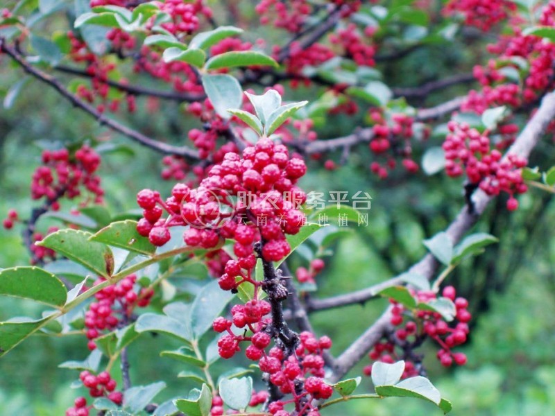 怒江花椒种植基地供应5吨图7