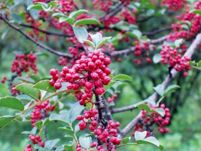 怒江花椒种植基地供应5吨图7