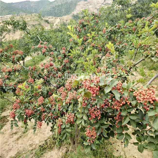 怒江花椒种植基地供应5吨图8