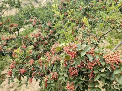 怒江花椒种植基地供应5吨图8