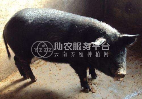 大理巍山大牲养殖场 生猪  供应量500头图4