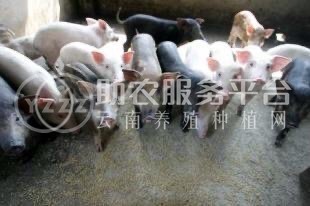 大理巍山大牲养殖场 生猪  供应量500头图5