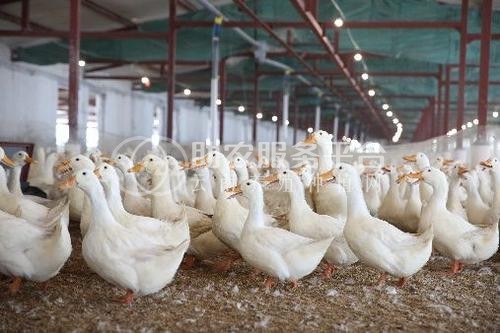 玉溪鸭养殖基地供应量9万只图3