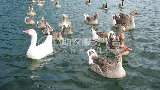 玉溪鸭养殖基地供应量9万只图4
