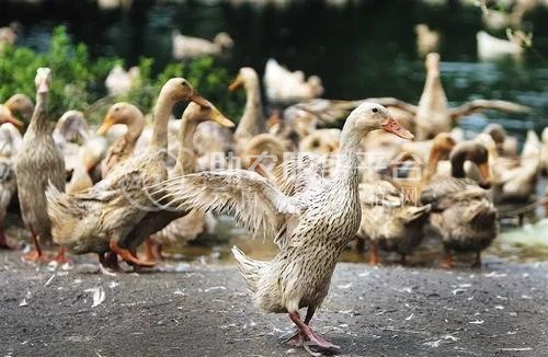 玉溪鸭养殖基地供应量9万只图8
