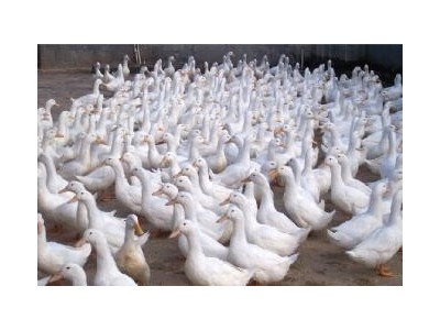 玉溪鸭养殖基地供应量9万只图6