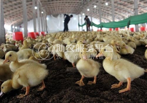 玉溪鸭养殖基地供应量9万只图5
