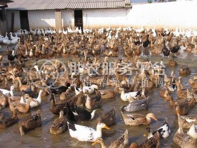 玉溪鸭养殖基地供应量9万只图2