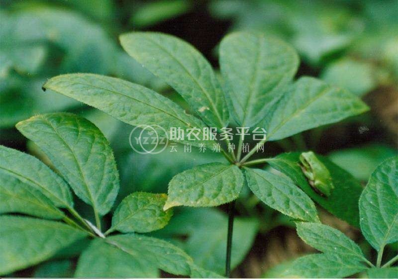 怒江三七种植基地供应20吨图1