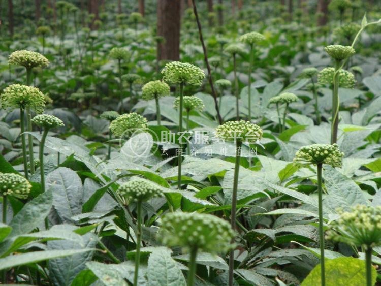 怒江三七种植基地供应20吨图2