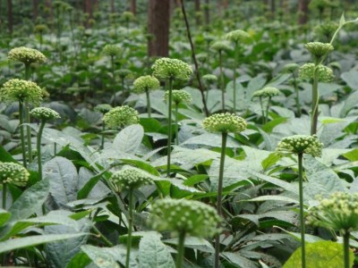 怒江三七种植基地供应20吨图2