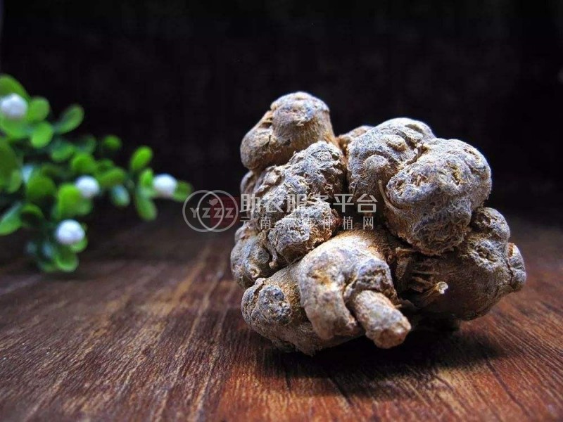 怒江三七种植基地供应20吨图3