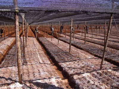 怒江三七种植基地供应20吨图4