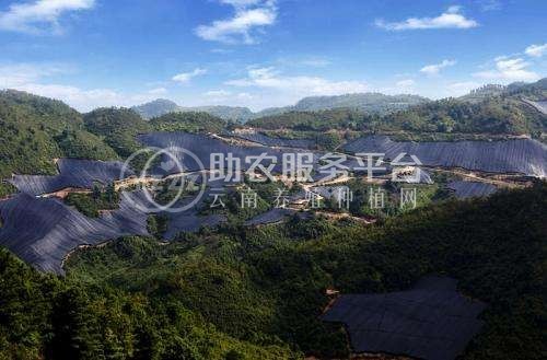 怒江三七种植基地供应20吨图5