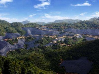 怒江三七种植基地供应20吨图5