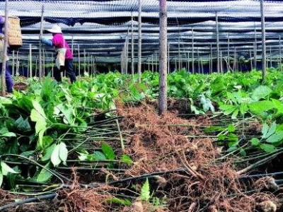 怒江三七种植基地供应20吨图6