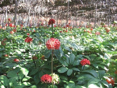 怒江三七种植基地供应20吨图7