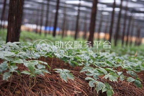 怒江三七种植基地供应20吨图8