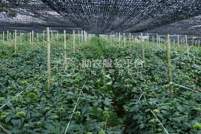 怒江三七种植基地供应20吨图9