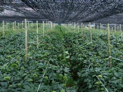 怒江三七种植基地供应20吨图9