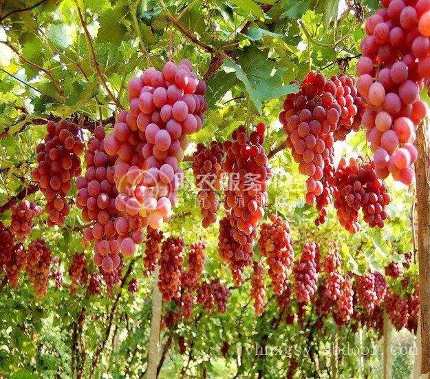 大理巍山红河葡萄种植专业合作社图1