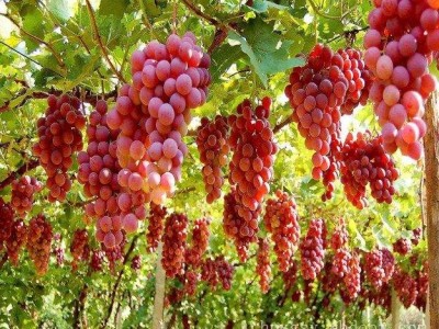 大理巍山红河葡萄种植专业合作社