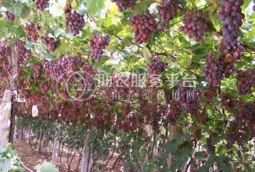 大理巍山红河葡萄种植专业合作社图2