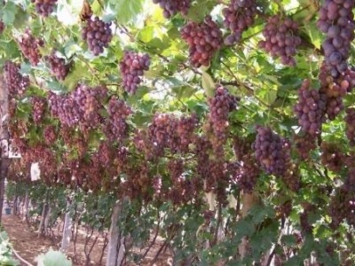 大理巍山红河葡萄种植专业合作社图2
