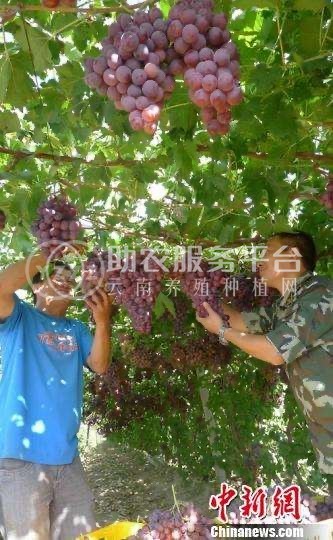 大理巍山红河葡萄种植专业合作社图3