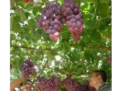 大理巍山红河葡萄种植专业合作社图3