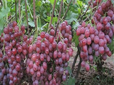 大理巍山红河葡萄种植专业合作社图5