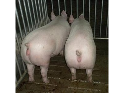 玉溪生猪养殖基地供应量6万头图3