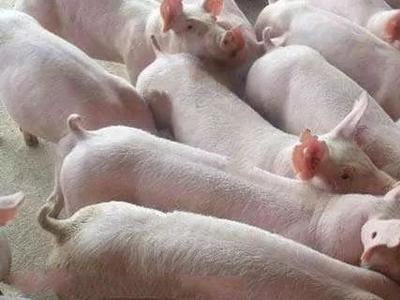 玉溪生猪养殖基地供应量6万头图6