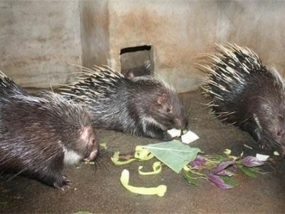 玉溪豪猪养殖基地供应量5万头图4