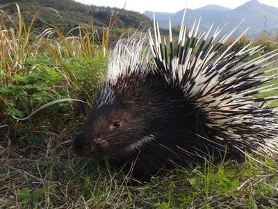 玉溪豪猪养殖基地供应量5万头图7