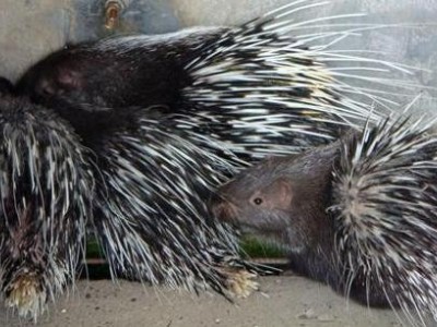 玉溪豪猪养殖基地供应量5万头图9