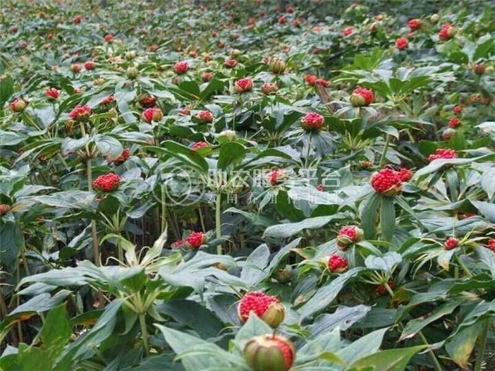 大理巍山昌龙重楼种植专业合作社供应量 2吨图1