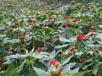 大理巍山昌龙重楼种植专业合作社供应量 2吨