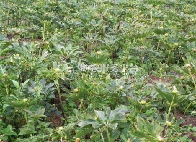 大理巍山昌龙重楼种植专业合作社供应量 2吨图2