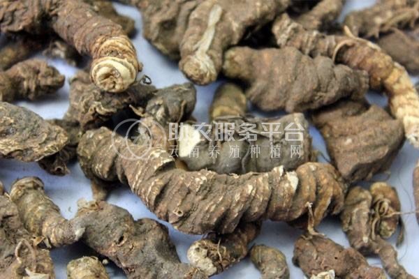 大理巍山昌龙重楼种植专业合作社供应量 2吨图4
