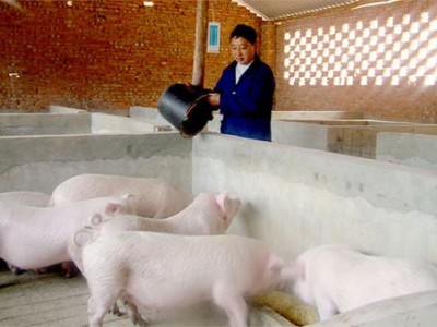 玉溪生猪养殖基地供应量5万头图8