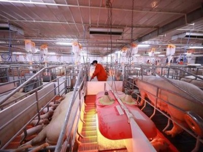 玉溪生猪养殖基地供应量5万头图3