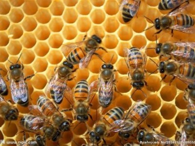 玉溪蜜蜂养殖基地供应量500万只图3