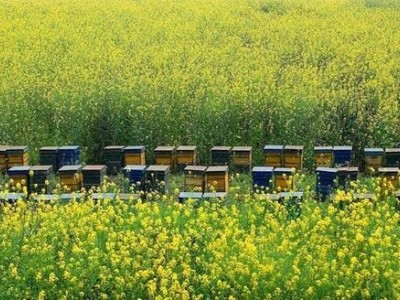 玉溪蜜蜂养殖基地供应量500万只图2