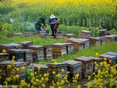 玉溪蜜蜂养殖基地供应量500万只图7