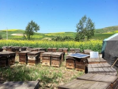 玉溪蜜蜂养殖基地供应量500万只图8