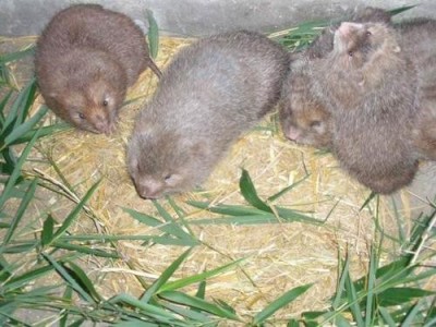 玉溪竹鼠养殖基地供应量7万只图9