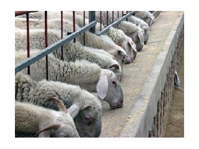 玉溪竹鼠养殖基地供应量7万只图8
